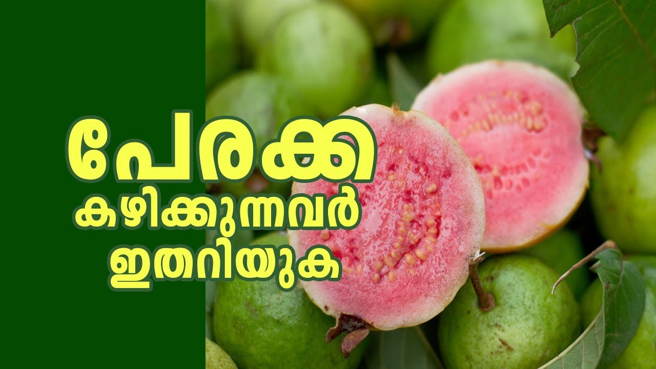 പേരക്ക കഴിക്കുന്നത് കൊണ്ടുള്ള ആരോഗ്യ ഔഷധഗുണങ്ങൾ… | Health Benefits Of Guava