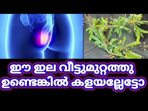 മൂലക്കുരു പരിഹരിക്കാൻ ഇതാ കിടിലൻ വഴി…