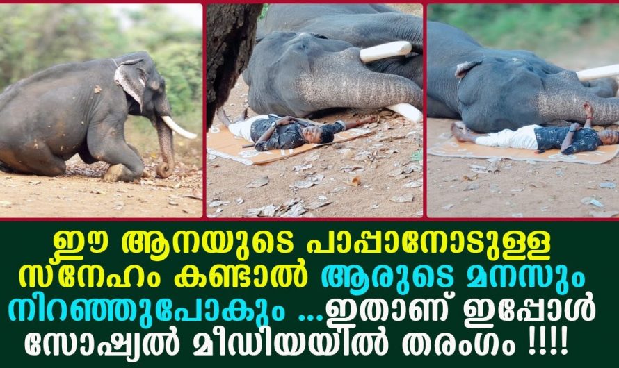 സ്നേഹത്തിന്റെ കാര്യത്തിൽ ഒരുപടി മുന്നിൽ വളർത്തുമൃഗങ്ങൾ എപ്പോഴും ഉണ്ടായിരിക്കും.