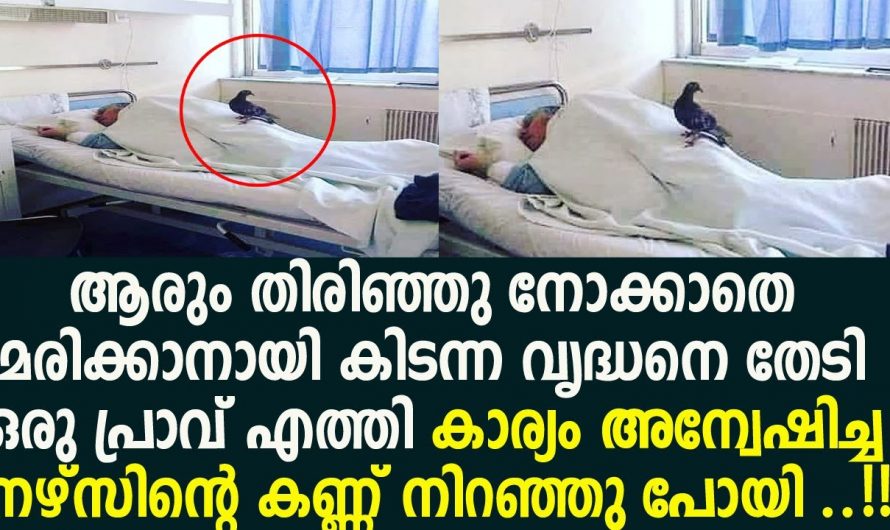 സ്നേഹിക്കുന്നതിനും സഹായിക്കുന്നതിനും മനുഷ്യർ തന്നെ വേണമെന്നില്ല ഇതാ സംഭവം നോക്കൂ…🥰