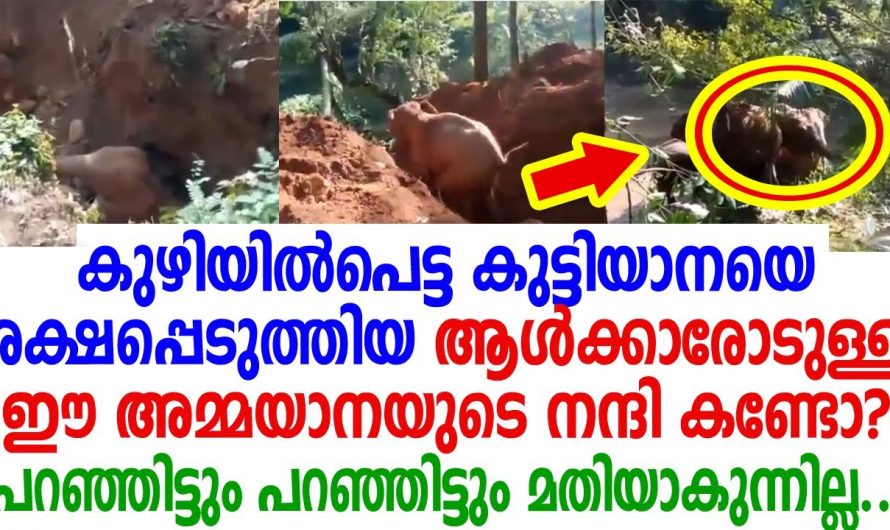 ഈ ആനയുടെ നന്ദി പ്രകടനം ആരെയും അതിശയിപ്പിക്കും…