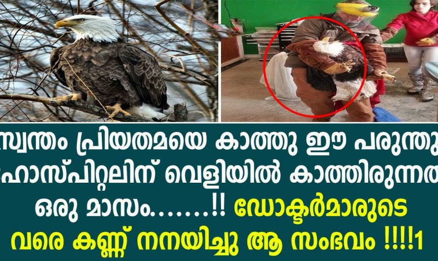 സ്നേഹബന്ധങ്ങൾ മനുഷ്യർക്ക് മാത്രമല്ല മൃഗങ്ങളും പ്രാധാന്യം നൽകുന്നു…