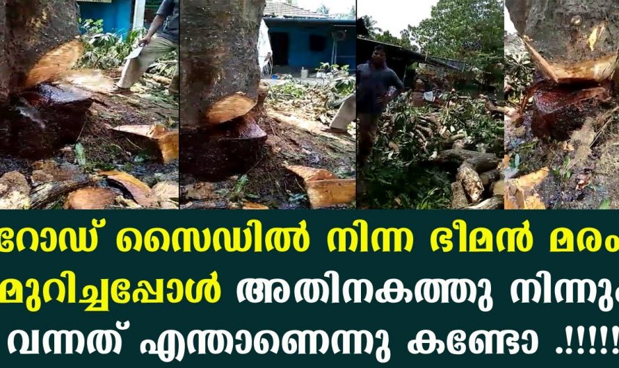 മരം മുറിച്ചപ്പോൾ   പിന്നീട് കണ്ടത് ആരെയും അതിശയിപ്പിക്കുന്ന  കാഴ്ചകൾ..