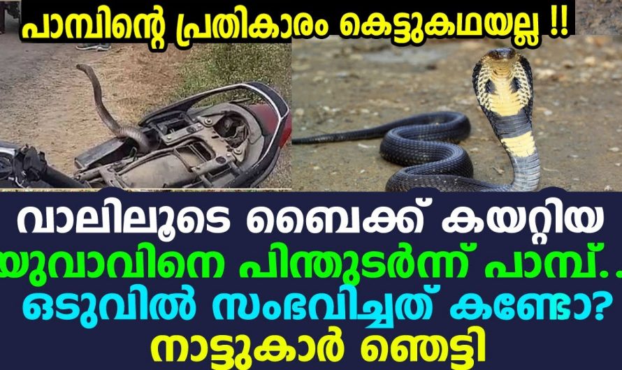 പാമ്പിനെ നോവിച്ചാൽ ഇങ്ങനെയായിരിക്കും ഫലം ആരെയും ഞെട്ടിക്കും ഈ സംഭവം..