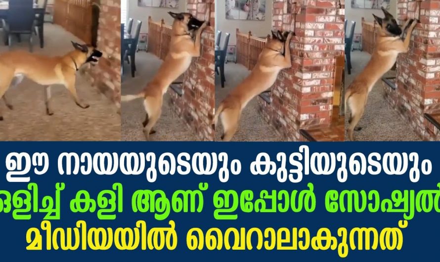 ഇത്തരം കാരണത്താലാണ്  വളർത്തുന്ന മൃഗങ്ങൾ നമ്മുടെ വീട്ടിൽ അംഗത്തെ പോലെ ആകുന്നത്..