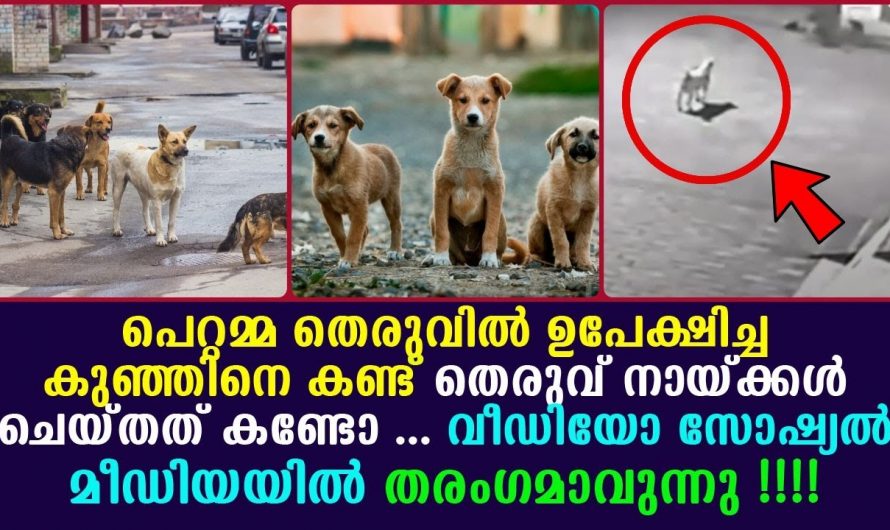 ചോരകുഞ്ഞിനെ തെരുവിൽ ഉപേക്ഷിച്ചു എന്നാൽ, ഇത് കണ്ട്  നായ്ക്കൾ ചെയ്തത് കണ്ടാൽ ആരും ഞെട്ടും പോകും.