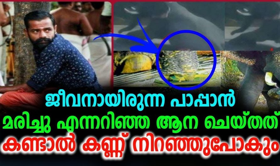 പാപ്പാന്റെ വിയോഗം ആനയുടെ ജീവിതത്തിൽ വരുത്തിയ മാറ്റം.