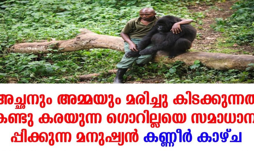 മൃഗങ്ങളെയും മനുഷ്യരെയും ഇത്തരത്തിൽ സ്നേഹിക്കുന്നവർ ചുരുക്കം ആയിരിക്കും..