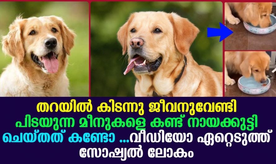 ഇത്തരം സ്നേഹം വളർത്തു മൃഗങ്ങൾ കാണിക്കുന്നു എന്ന് നമ്മൾ സംശയിക്കും..