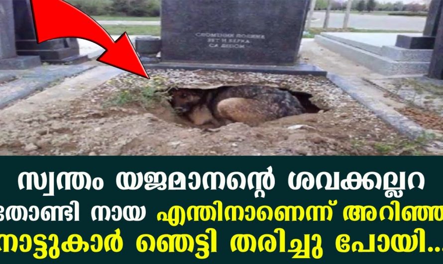 യജമാനന്റെ കുഴിമാടത്തിൽ  ഈ നായ ചെയ്ത പ്രവർത്തി ആരെയും ഞെട്ടിക്കും.