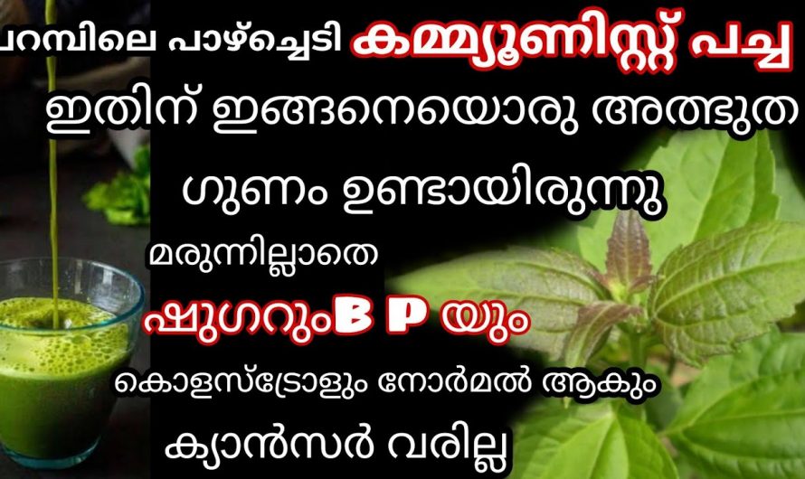 ഈ ഇലയുടെ ഔഷധഗുണങ്ങൾ അറിഞ്ഞാൽ ആരും ഞെട്ടും.