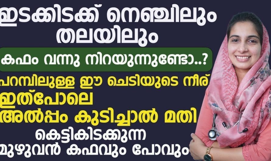 നിങ്ങളുടെ വീട്ടിൽ ഈ ചെടി ഉണ്ടോ?  എങ്കിൽ അല്പം നീരു കുടിച്ചാൽ മതി കഫക്കെട്ട് മാറിക്കിട്ടും