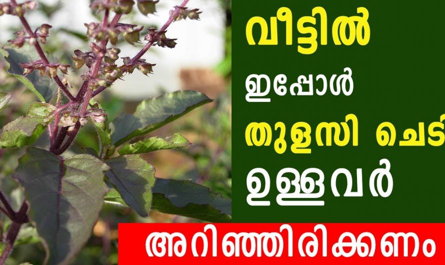 വീട്ടുമുറ്റത്ത്  നട്ടുപിടിപ്പിക്കുന്ന  ഈ ചെടിയുടെ ഔഷധഗുണങ്ങൾ.