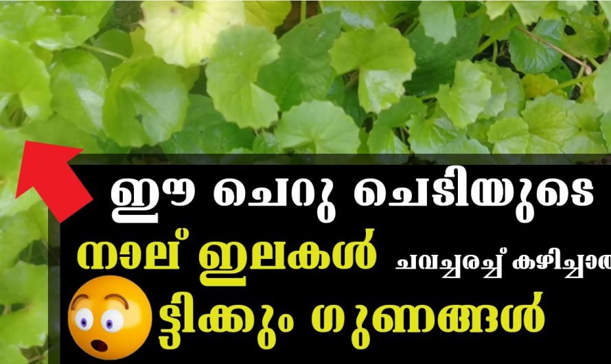 ഓർമ്മക്കുറവ് പരിഹരിക്കുന്നതിനും ബുദ്ധിയും ഊർജ്ജവും കൂടുതലായി ലഭിക്കുന്നതിന്…