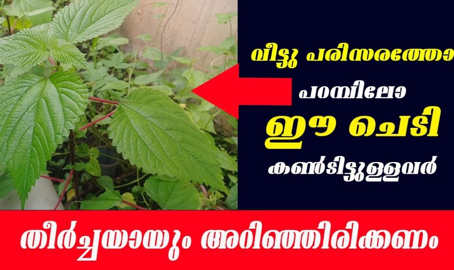 ചൊറിയണം ഇലയുടെ ഞെട്ടിക്കും ഗുണങ്ങൾ…