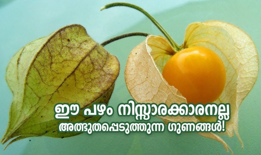 ഞൊട്ടാഞൊടിയൻ എന്ന ചെടിയുടെ ഔഷധഗുണങ്ങൾ.