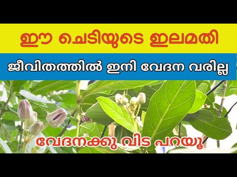 എരിക്കിന്റെ ഇലയുടെ ഞെട്ടിക്കും ഔഷധഗുണങ്ങൾ…