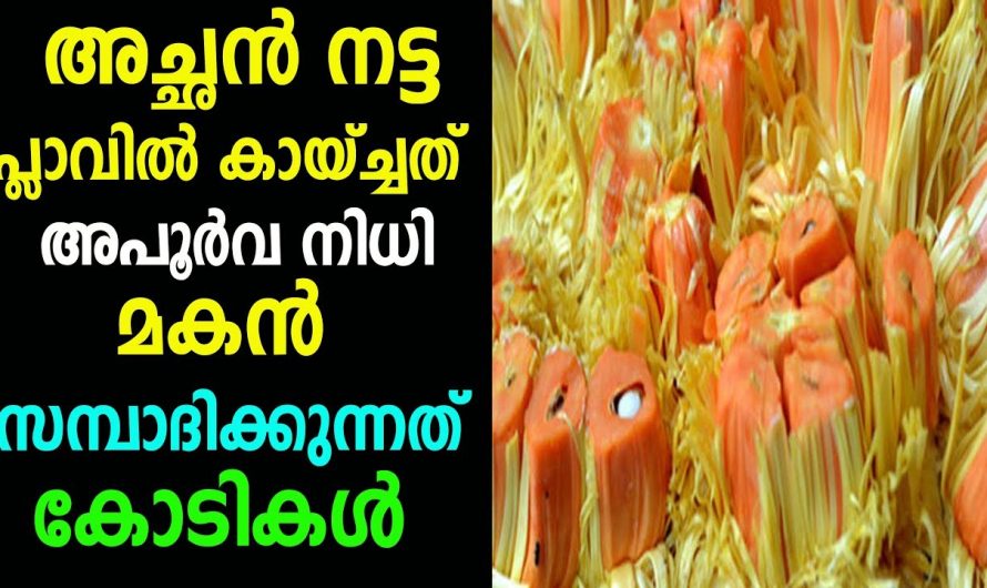 അച്ഛൻ നട്ട പ്ലാവ് മകനെ നിധിയായി മാറിയത് എങ്ങനെ എന്നാണെന്ന് അറിയാമോ..