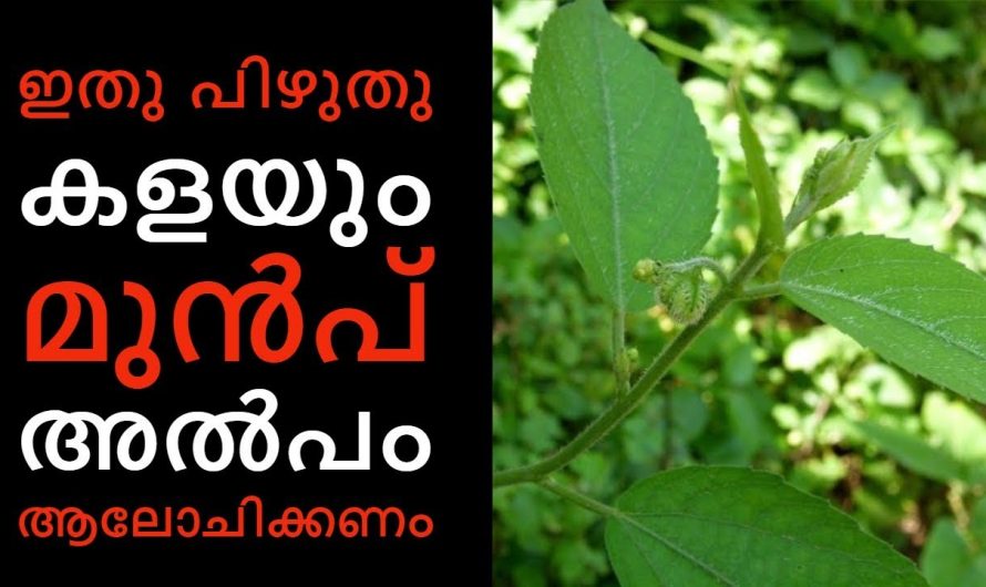 കൊടുത്തുവാ അഥവാ ചൊറിയണം എന്ന  ചെടിയുടെ ഔഷധഗുണങ്ങൾ.