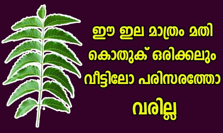 കൊതുക് ശല്യം പരിഹരിക്കാൻ കിടിലൻ മാർഗ്ഗം..