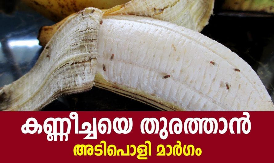 അടുക്കളയിൽ നിന്ന് ഈച്ചകളെ തുരത്തി ആരോഗ്യം സംരക്ഷിക്കും.