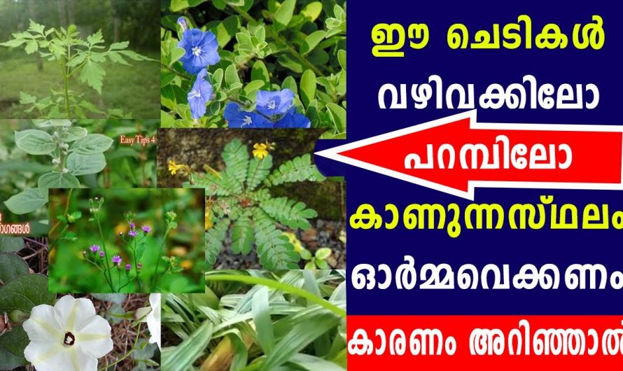 ദശപുഷ്പങ്ങളുടെ ഔഷധപ്രയോഗങ്ങൾ …