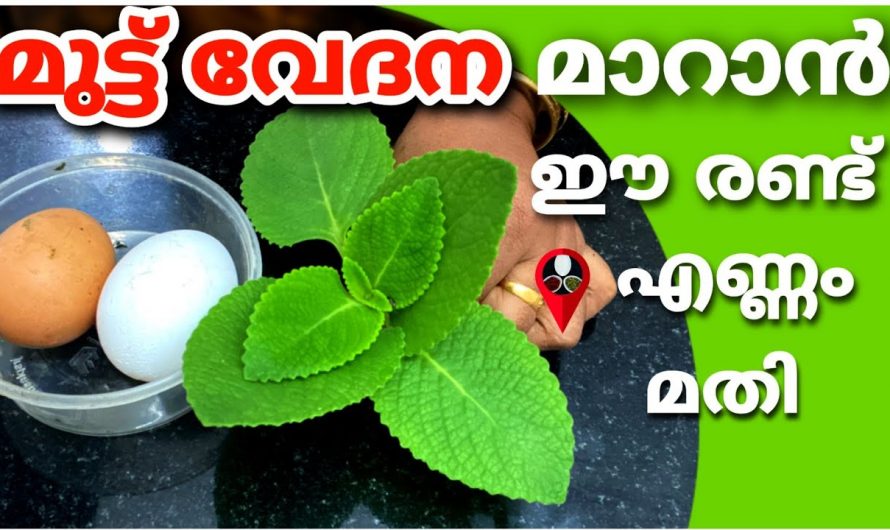 മുട്ടുവേദനയും ദഹന പ്രശ്നങ്ങൾ പരിഹരിക്കാൻ ഈ ഇല മാത്രം മതി..