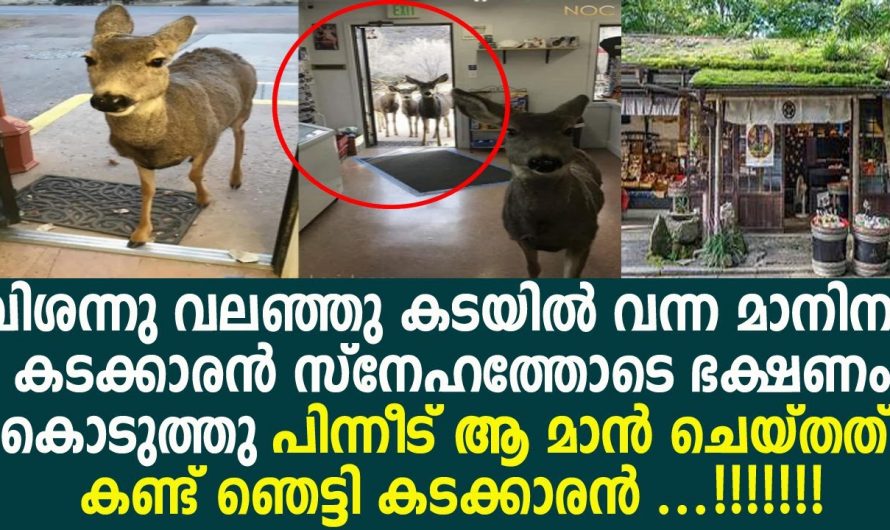 മാനിനെ ഭക്ഷണം  നൽകിയപ്പോൾ മാൻ ചെയ്ത പ്രവർത്തി ആരെയും ഞെട്ടിക്കും…