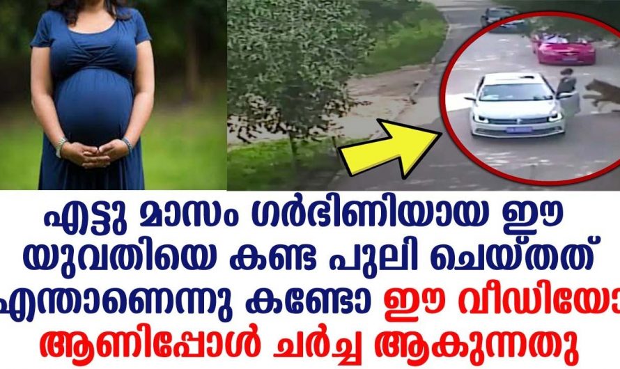 ഗർഭിണിയായി യുവതിയെ കണ്ടപ്പോൾ ഈ പുലി ചെയ്തത് കണ്ടോ..