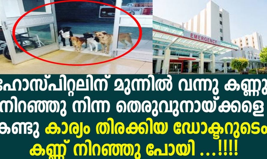 ഈ തെരുവ് നായ്ക്കൾ യാചകനോട് ചെയ്തത് അറിഞ്ഞാൽ ആരും ഞെട്ടും..