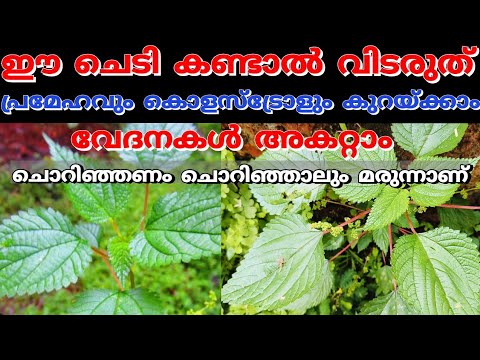 കടിതുമ്പ ഇങ്ങനെ ഉപയോഗിച്ചു നോക്കൂ ഞെട്ടിക്കും ഗുണങ്ങൾ.