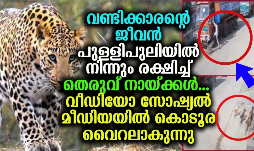 ഇങ്ങനൊരു രക്ഷപ്പെടൽ ഒരിക്കലും പ്രതീക്ഷിച്ചു കാണില്ല…🙄