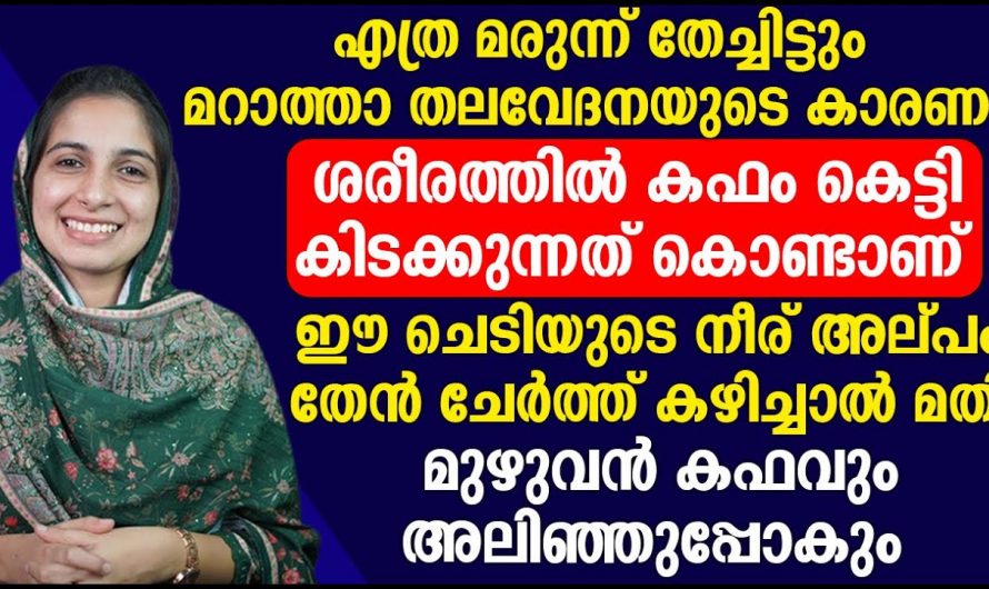 കഫം മുഴുവൻ അലിഞ്ഞു പോകുവാൻ ഈ ചെടിയുടെ നീര് അല്പം കഴിച്ചാൽ മതി.