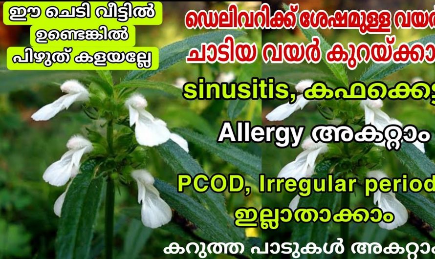 വയറും തടിയും കുറയ്ക്കുന്നതിനും ആരോഗ്യം സംരക്ഷിക്കാനും ഈയൊരു  ചെടി ഉണ്ടെങ്കിൽ ഉത്തമം..👌