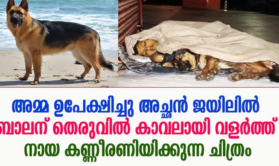 മാതാപിതാക്കൾ ഉപേക്ഷിച്ചു എന്നാൽ ഈ പത്തു വയസ്സുകാരനെ കൂട്ട് വളർത്തുനായ..😱