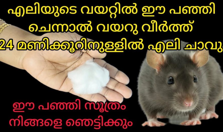 പുരയിടങ്ങളിലെയും പറമ്പുകളിലെയും അതുപോലെ ഷോപ്പുകളിലെയും എലിശല്യം പൂർണമായും ഇല്ലാതാക്കാൻ…😱