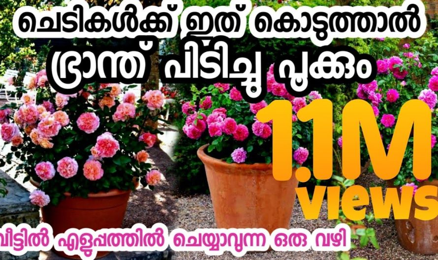 മുല്ല ചെടിയിൽ ഇലകൾ കാണാത്ത വിധം പൂവിടുന്നതിന്. 👌