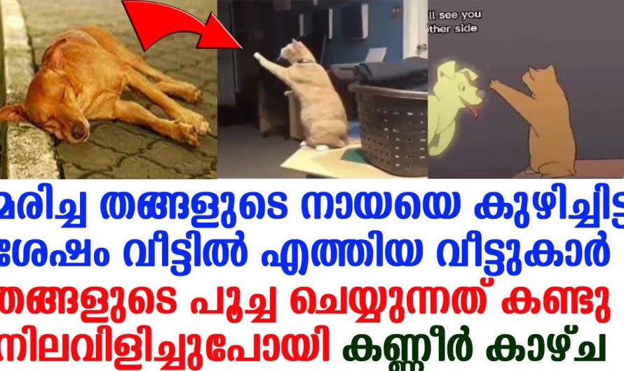 വീട്ടിലെ വളർത്തു നായയുടെ മരണശേഷം വീട്ടിൽ നടന്ന വിചിത്രമായ സംഭവം ആരെയും ഞെട്ടിക്കും…😱