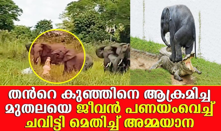 പ്രപഞ്ചത്തിലെ അമ്മയെക്കാൾ വലിയ പോരാളി ഇല്ല എന്ന് തന്നെ മനസ്സിലാക്കാം…😱