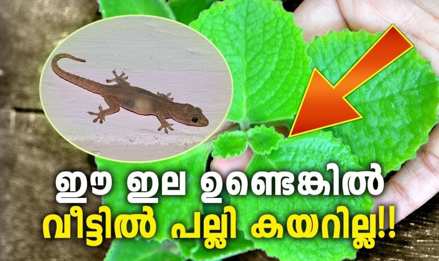 വീട്ടിൽ നിന്നും പല്ലികളെ ഓടിപ്പിക്കാൻ ഇതാ ഒരു മാർഗ്ഗം 👌