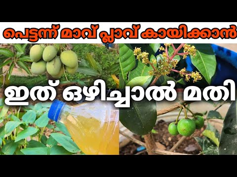 ഏതു കായിക്കാത്ത വൃക്ഷവും വളരെ വേഗത്തിൽ  കായ്ഫലങ്ങൾ നൽകാൻ..