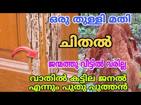 വളരാൻ എളുപ്പത്തിൽ ഏതുതരം ചിതലിനെ നമുക്ക് ഇല്ലാതാക്കാം…👌