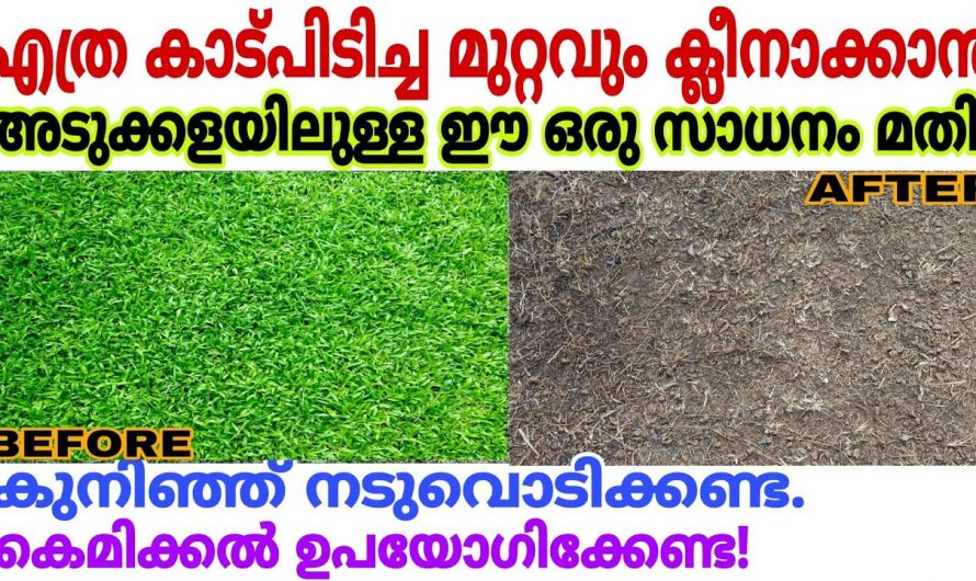 വീട്ടുമുറ്റത്തെയും പറമ്പിലെയും പുല്ലുകൾ നീക്കം ചെയ്യാൻ കിടിലൻ വഴി….