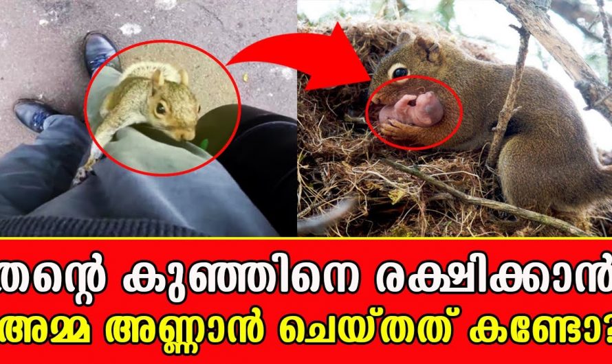 മനുഷ്യർക്ക് മാത്രമല്ല ആശയപ്രകടനത്തിന് സാധ്യമാവുക മൃഗങ്ങൾക്കും സാധ്യമാകും…