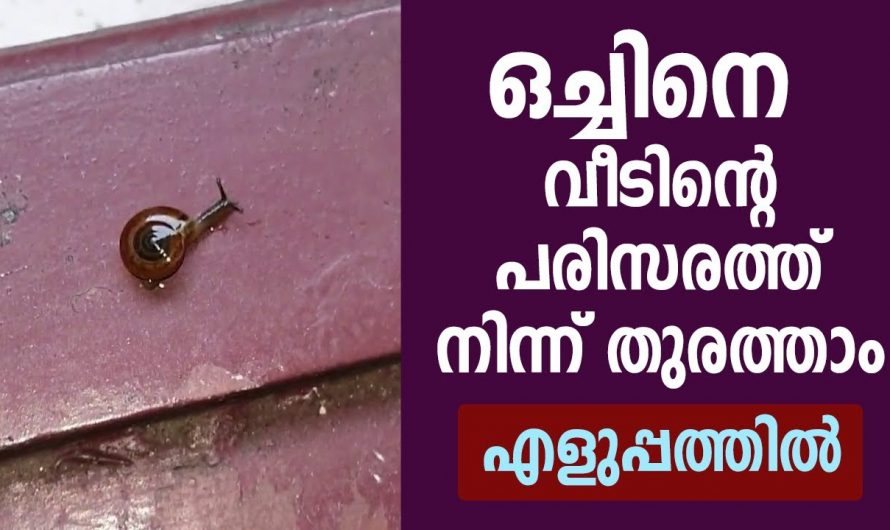 കൃഷിയിടങ്ങളിലെയും വീടിനുള്ളിലെയും ഒച്ച്  ശല്യം എളുപ്പത്തിൽ നീക്കം ചെയ്യാം..