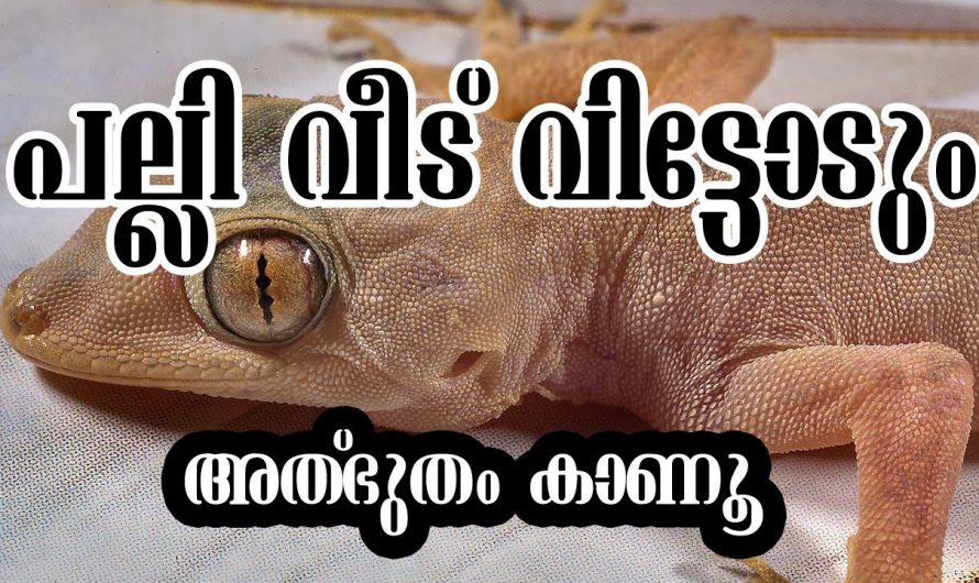 പല്ലി ശല്യം മാറ്റുവാൻ ഇതാ ചില ടിപ്പുകൾ.