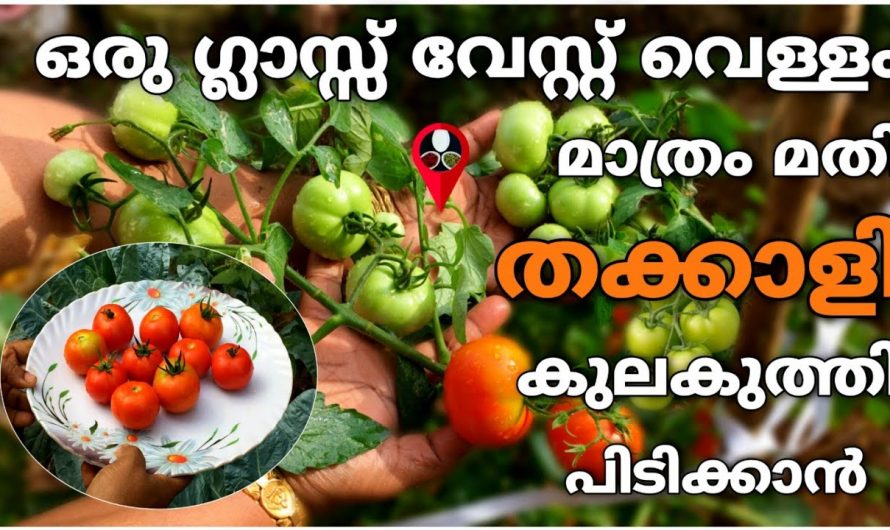 നമ്മുടെ വീട്ടിൽ തക്കാളി ചെടിയിൽ കുലകുത്തി തക്കാളി ഉണ്ടാകുവാൻ.