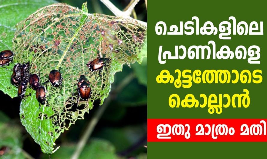 ഈ ഒരൊറ്റ വെള്ളം മാത്രം മതി ചെടികളിൽ വരുന്ന പ്രാണികളെ  കൂട്ടത്തോടെ ഇല്ലാതാക്കുവാൻ