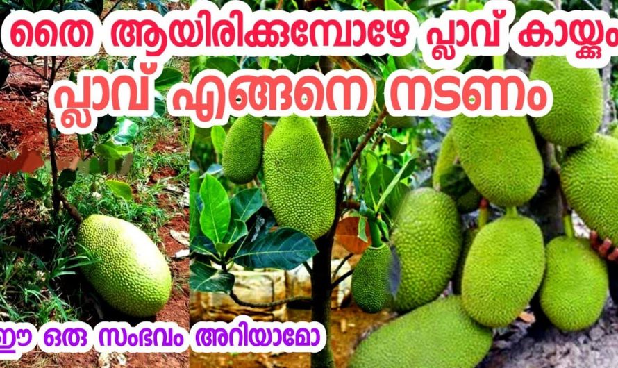 തൈയായി ഇരിക്കുന്ന  പ്ലാവിൽ നിന്നു ചക്ക ഉണ്ടാകുന്നതിനെ കിടിലൻ വഴി..