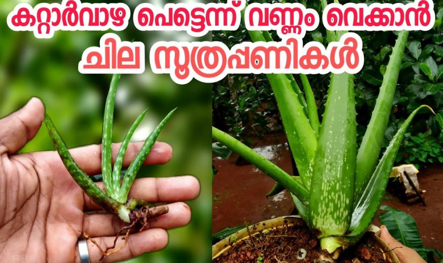 ഔഷധഗുണമുള്ള കറ്റാർവാഴ വളരെ എളുപ്പത്തിൽ വീട്ടിൽ വളർത്താൻ…